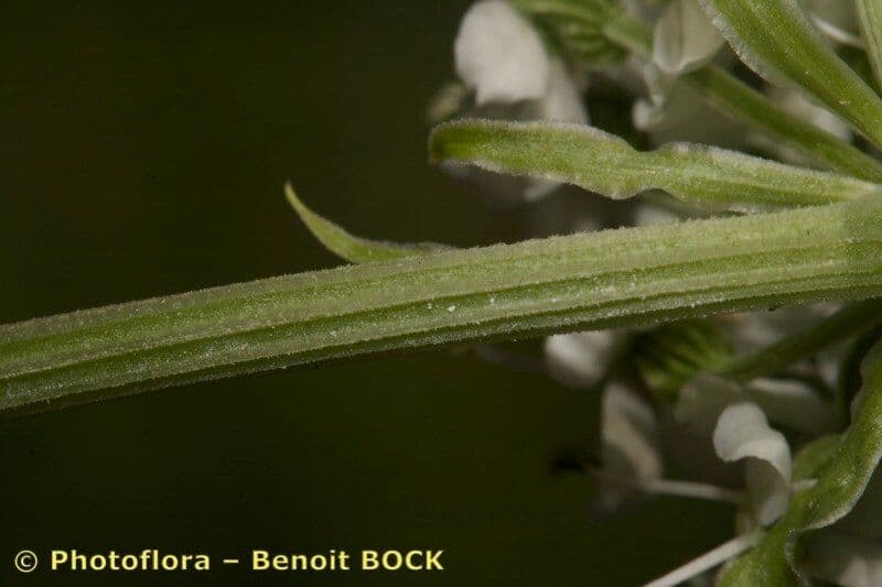 Pleurospermum austriaco 17