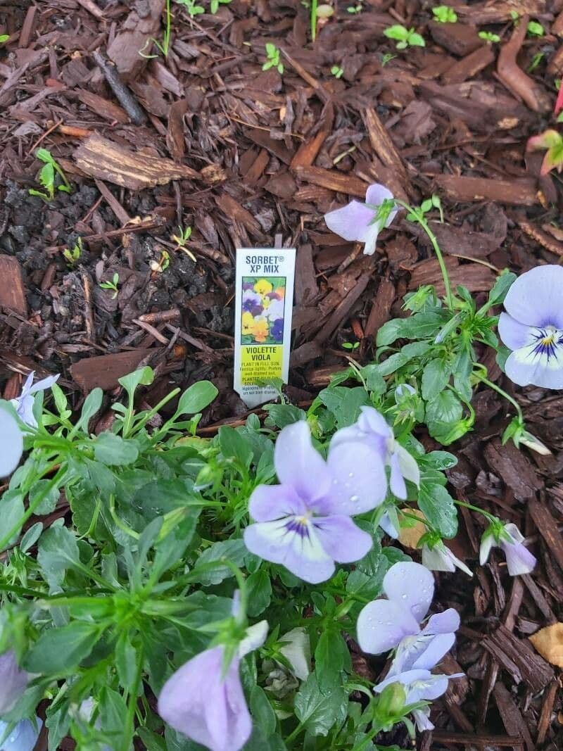 Bedding pansy 22