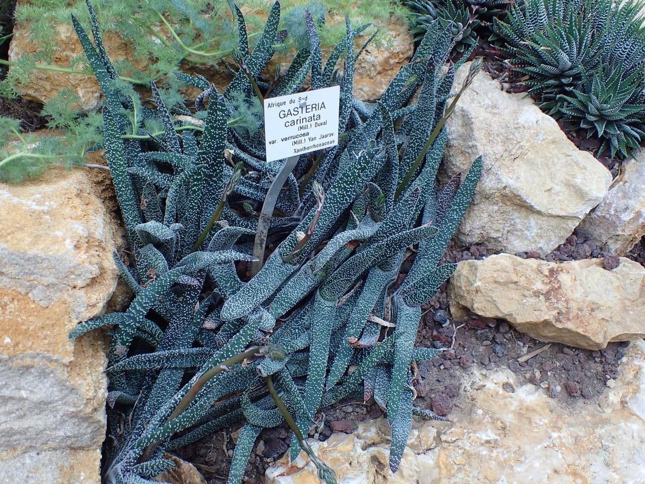 Gasteria 10