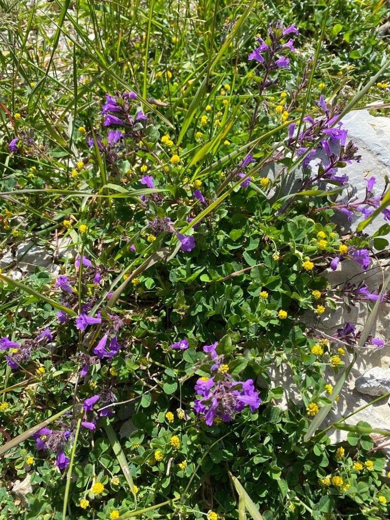 Calaminta alpina 12