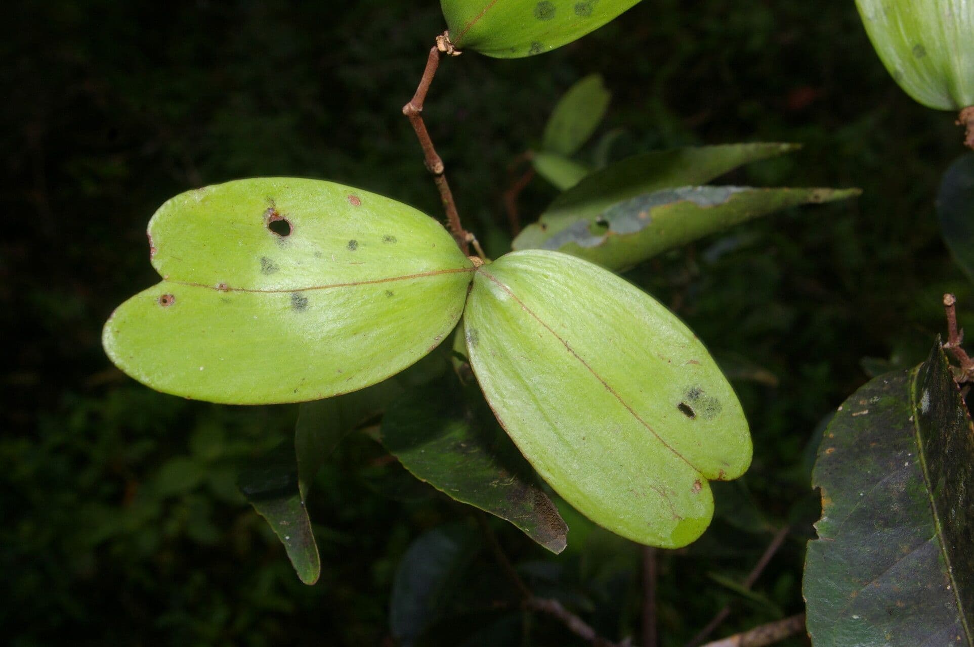 Hippocratea 5