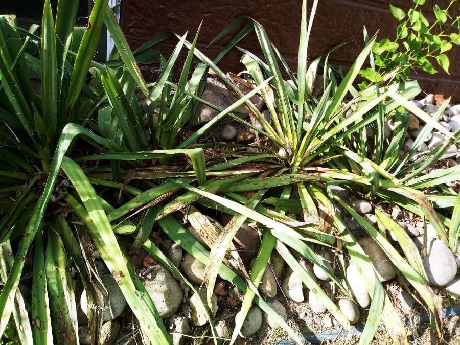 Fels-Yucca 14
