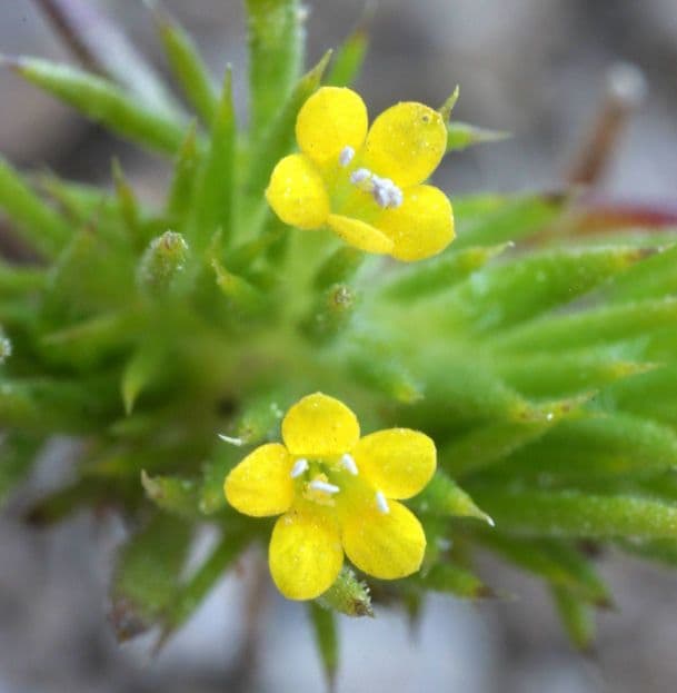 Brewers Navarretia