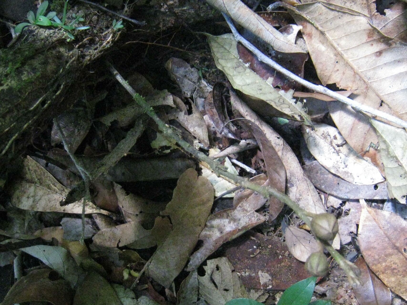 Duguetia 13