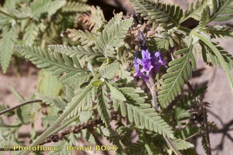 Lavanda 17