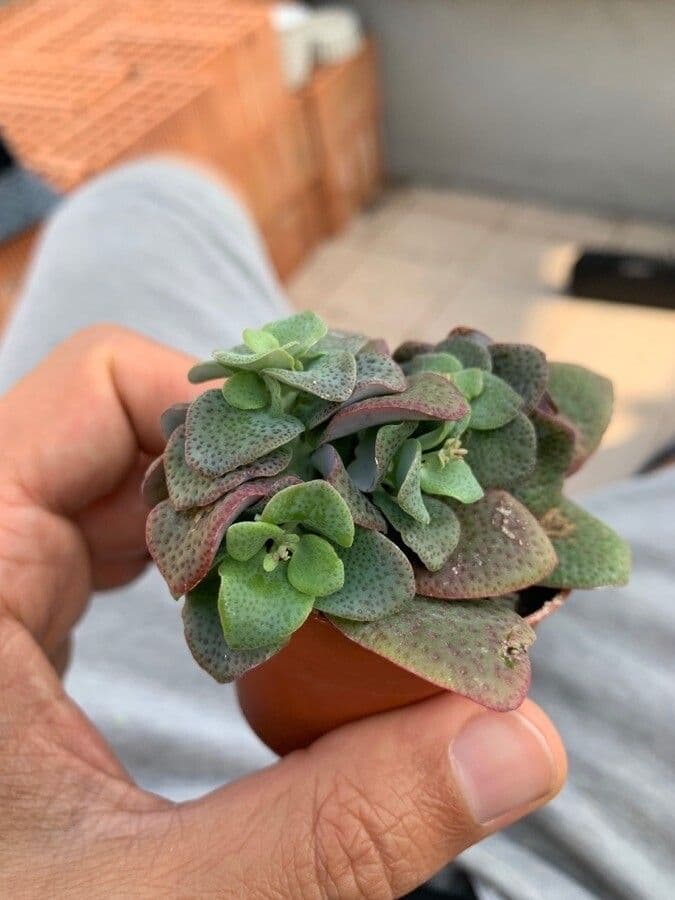 Crassula 2