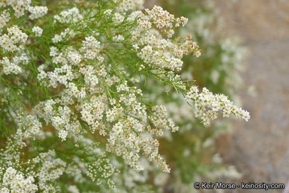 Adenostoma sparsifolium 4