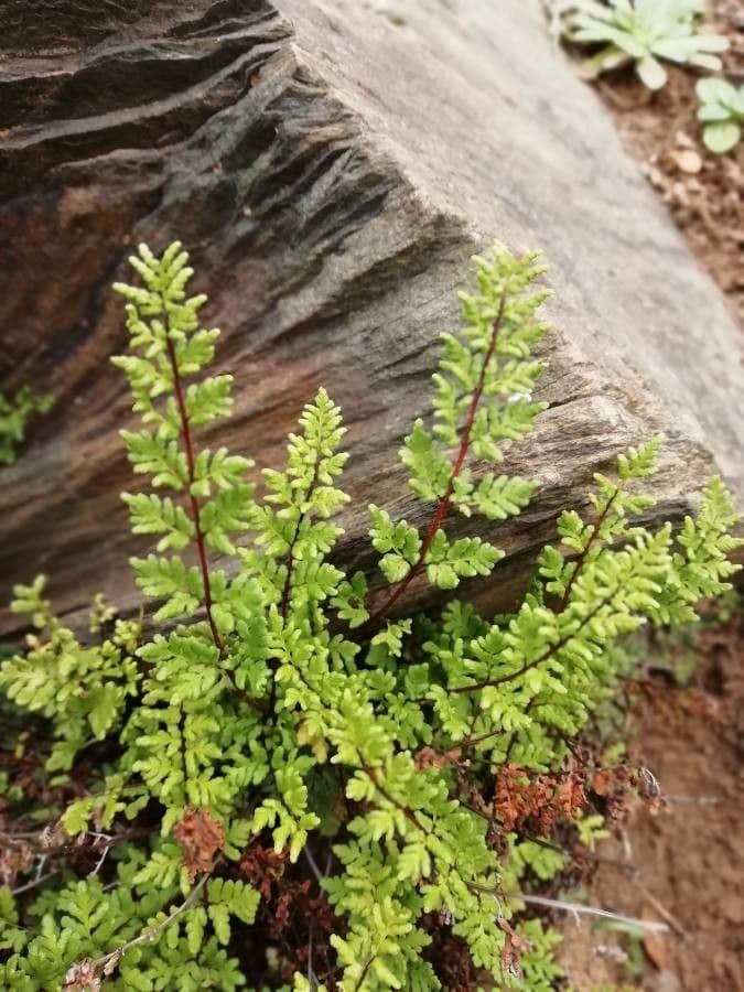 Dryopteris fragrante 6