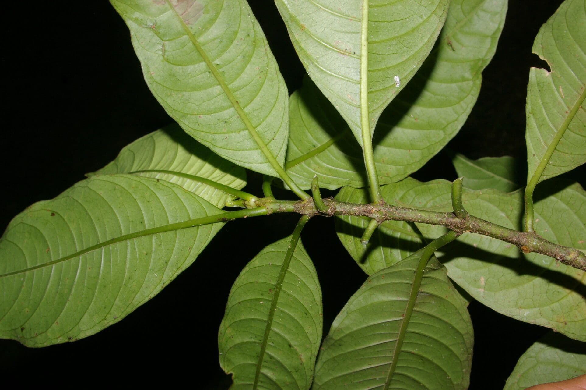 Psychotria rameuse 13