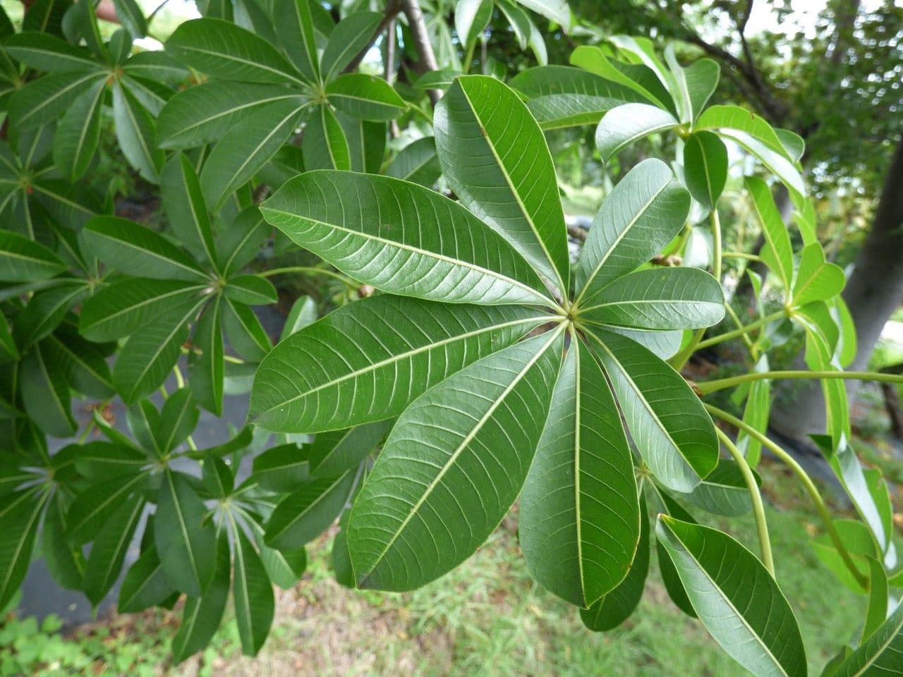 Baobab 11
