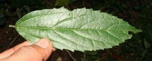 Celtis iguanaea 11