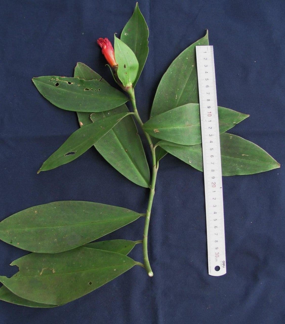 Costus liscio 21