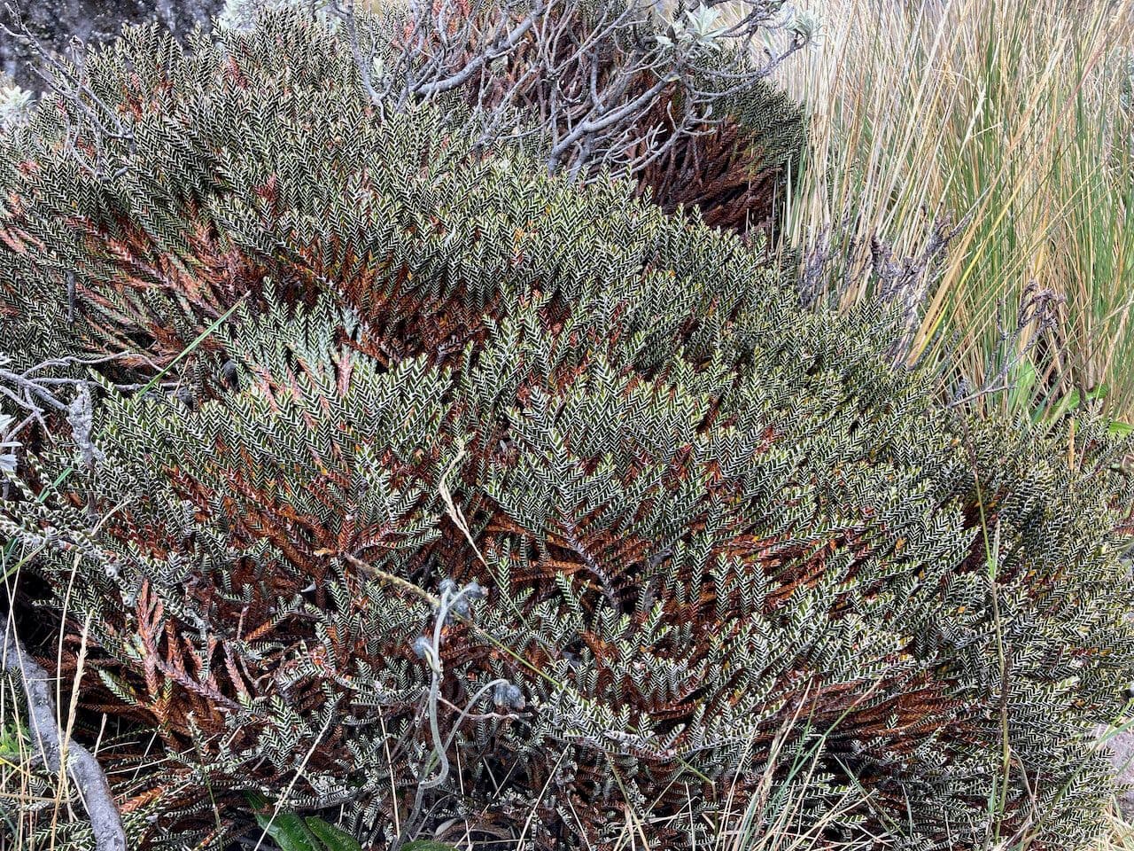 Andicolea