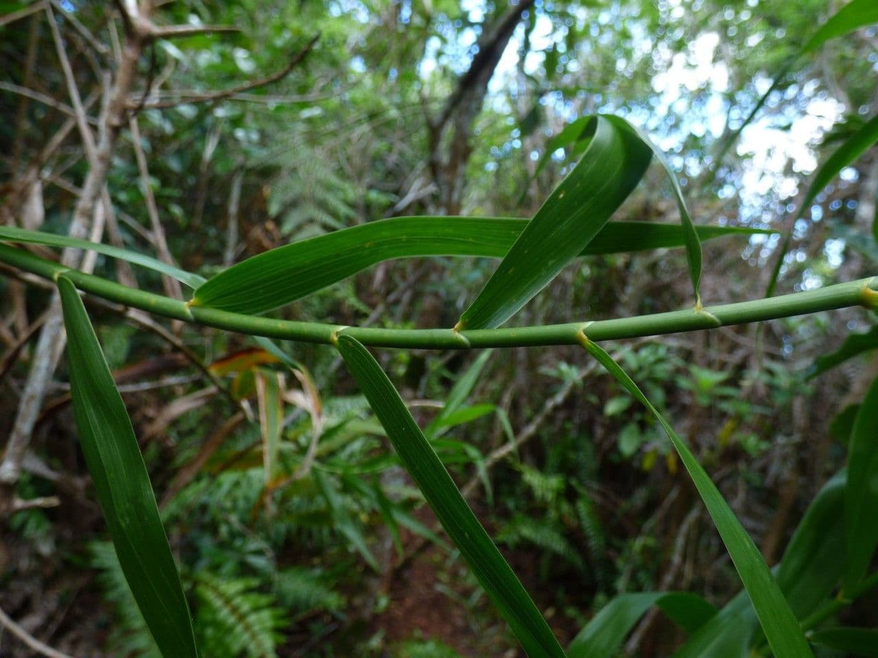 Flagellaria indická 19
