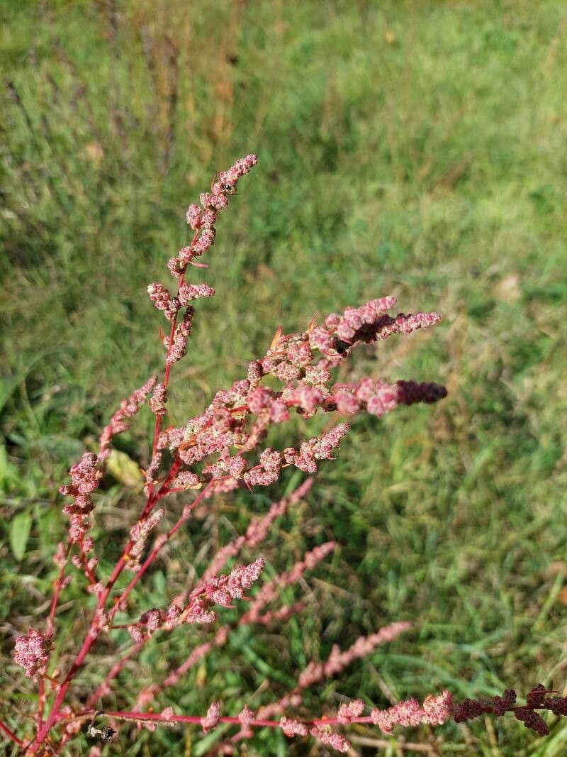 Chenopodio rigido 6