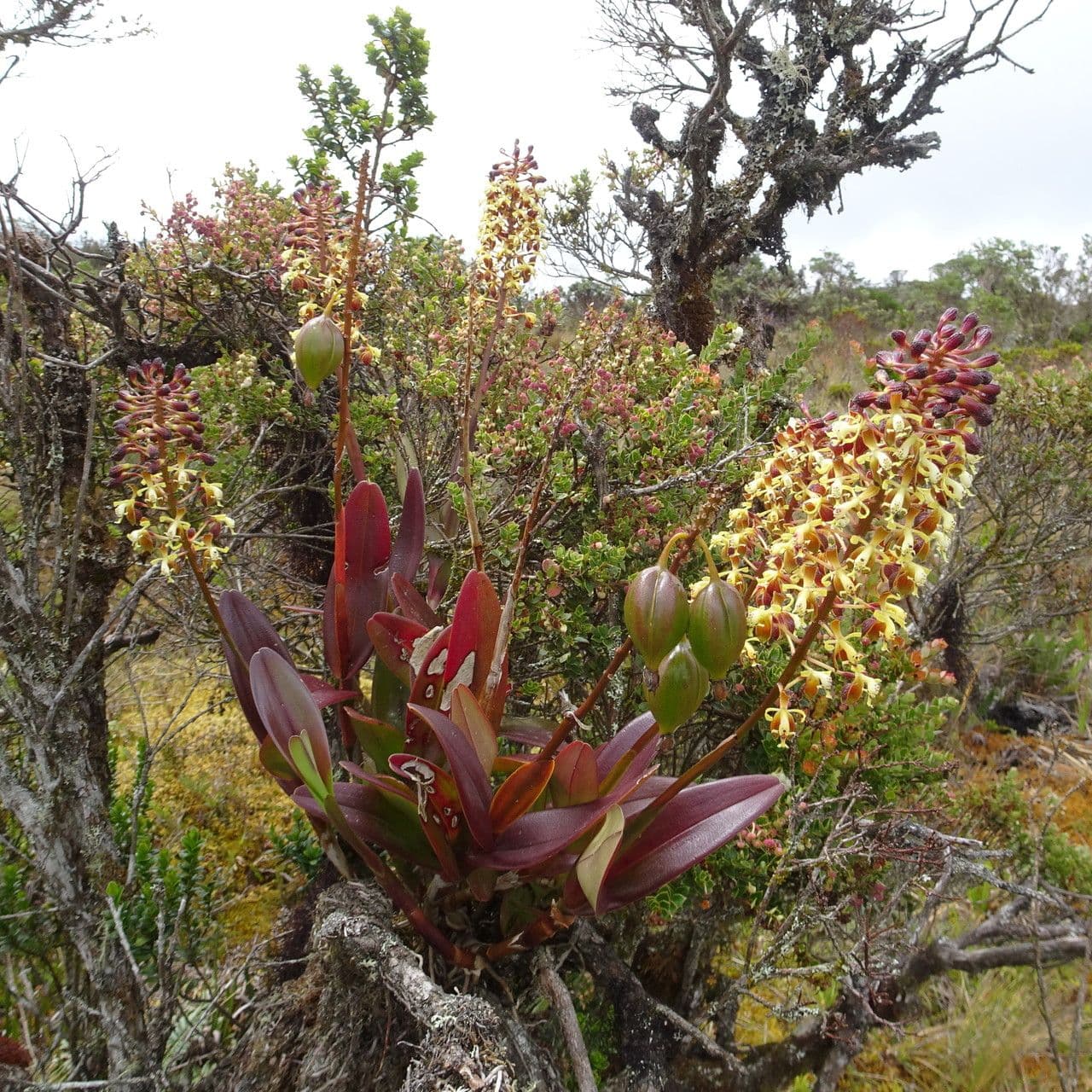 Epidendrum 7