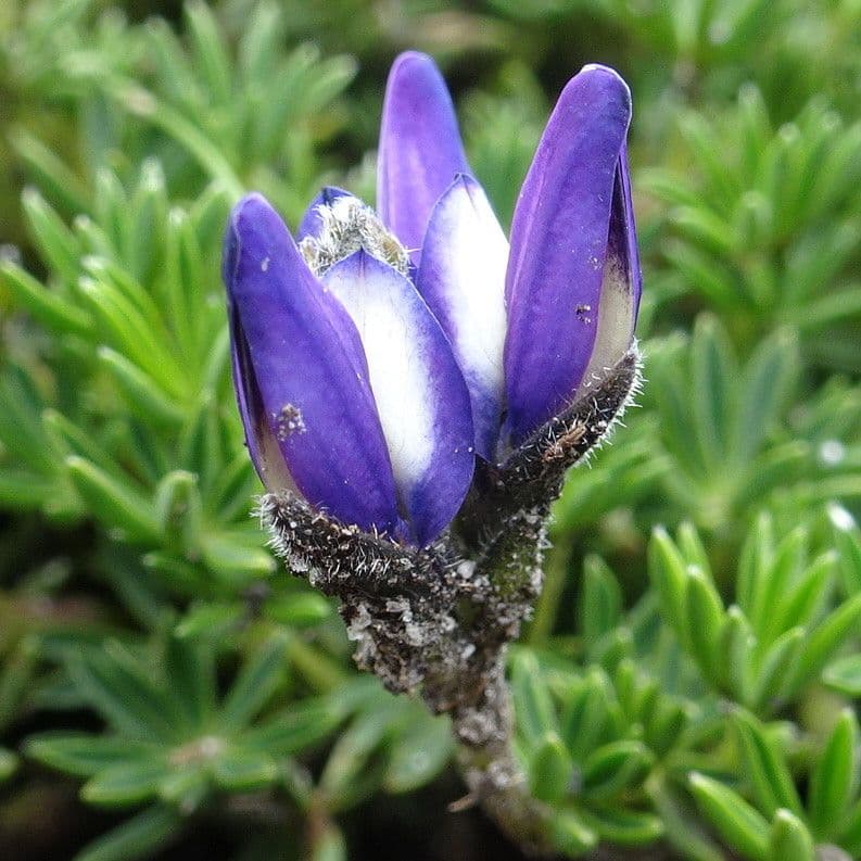 Kleinblättrige Lupine 6