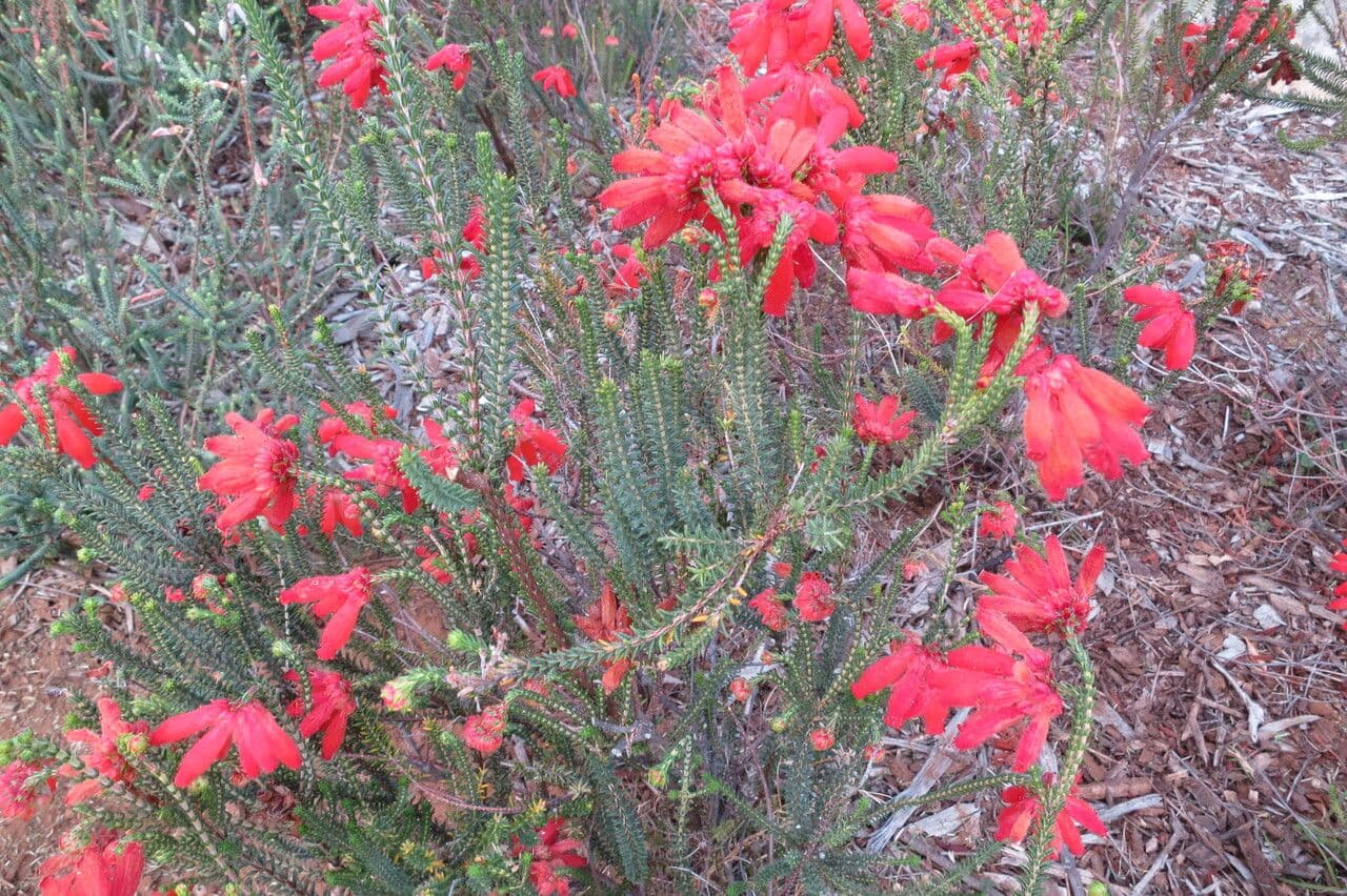 Wrzos cerintoides 9