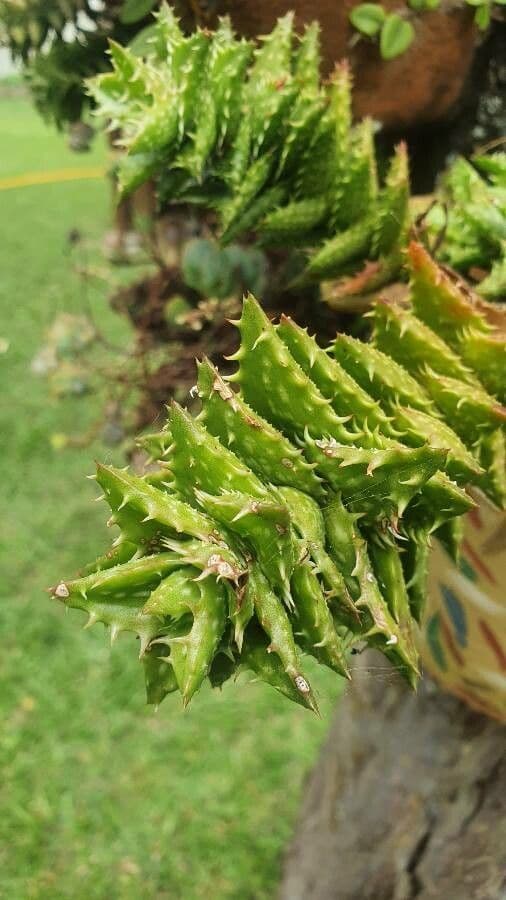 Aloe