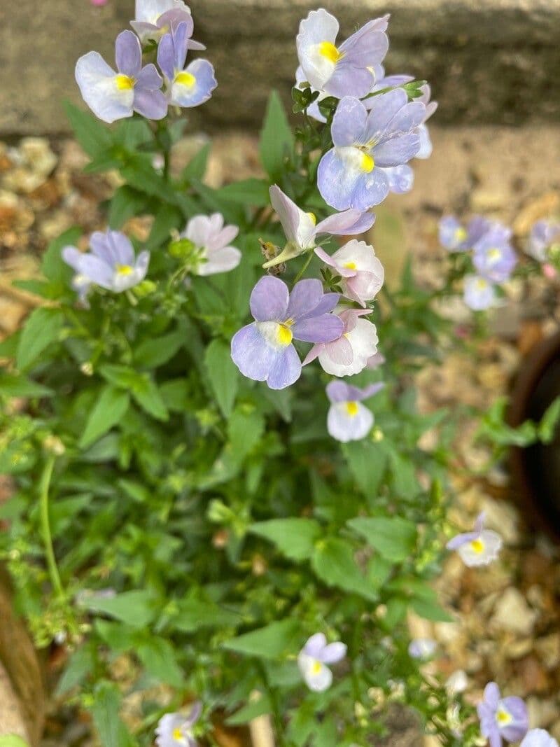 Mimulus ringens 15