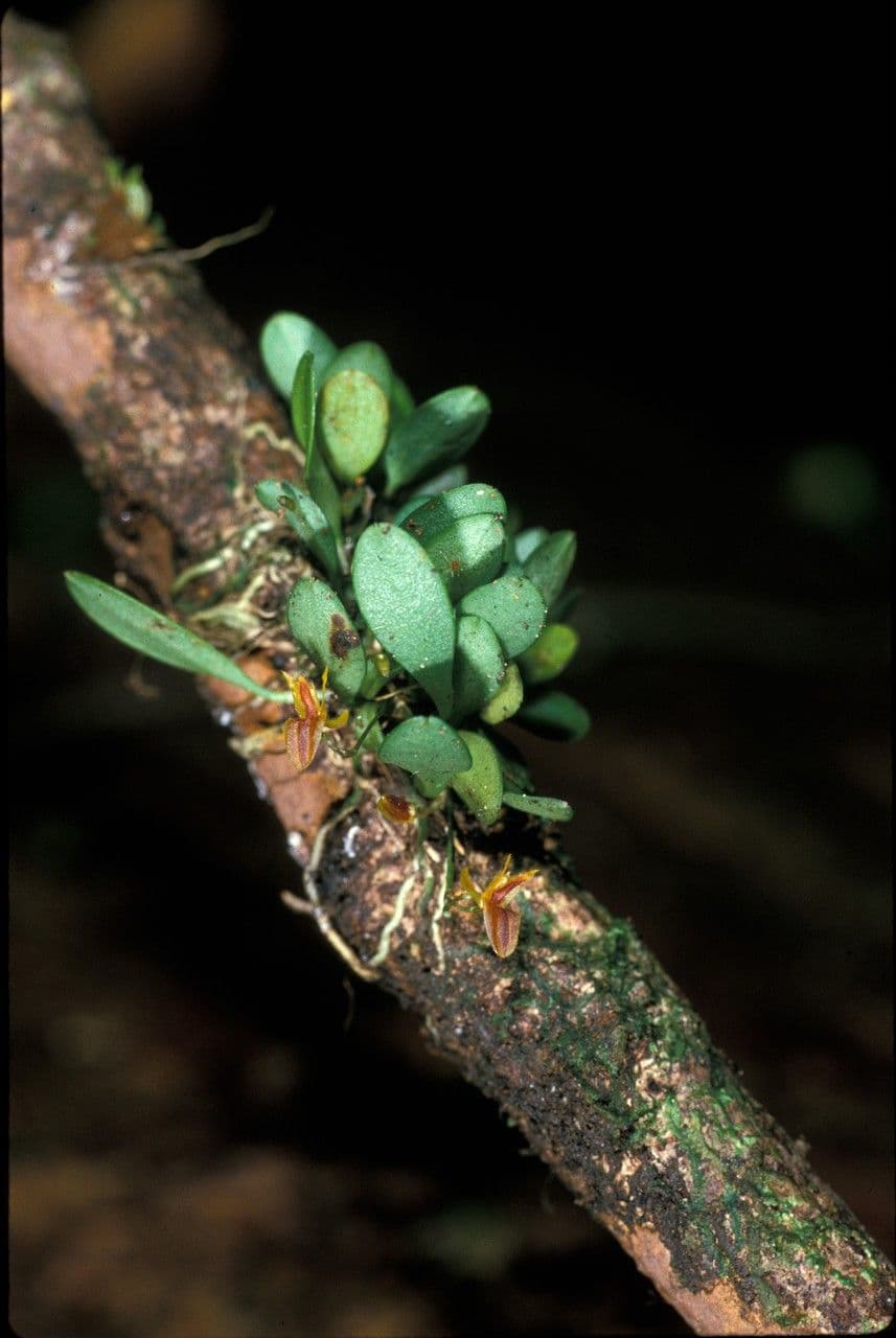 Anathallis 3