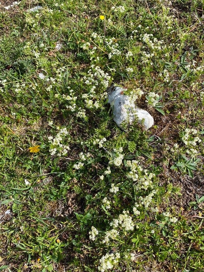 Ungleichblättriges Labkraut 9