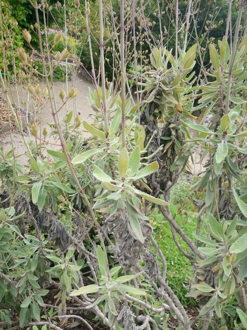 Salvia candelabro 9