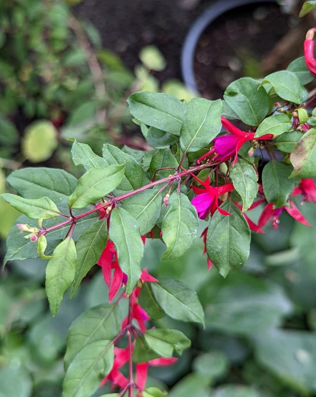 Fucsia 3