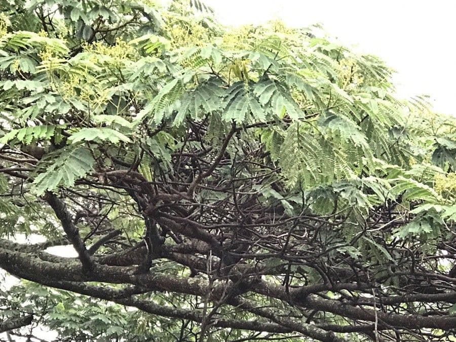 Albizia 6