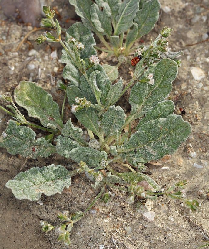 Eriogonum 2