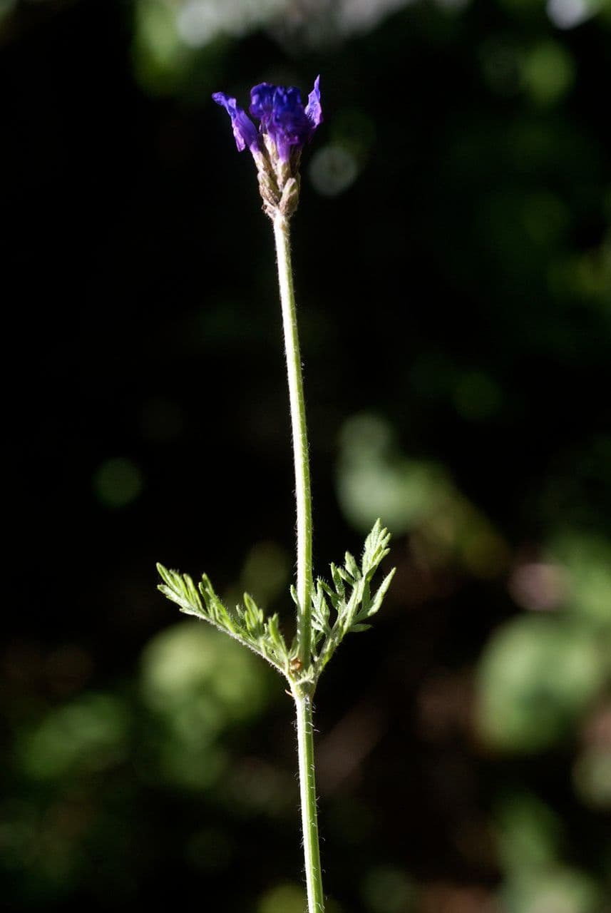 Lavanda multifida 17