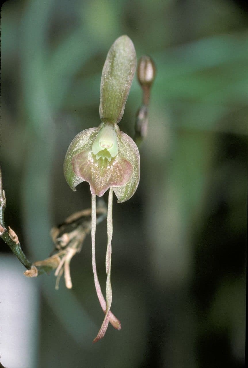 Epidendrum