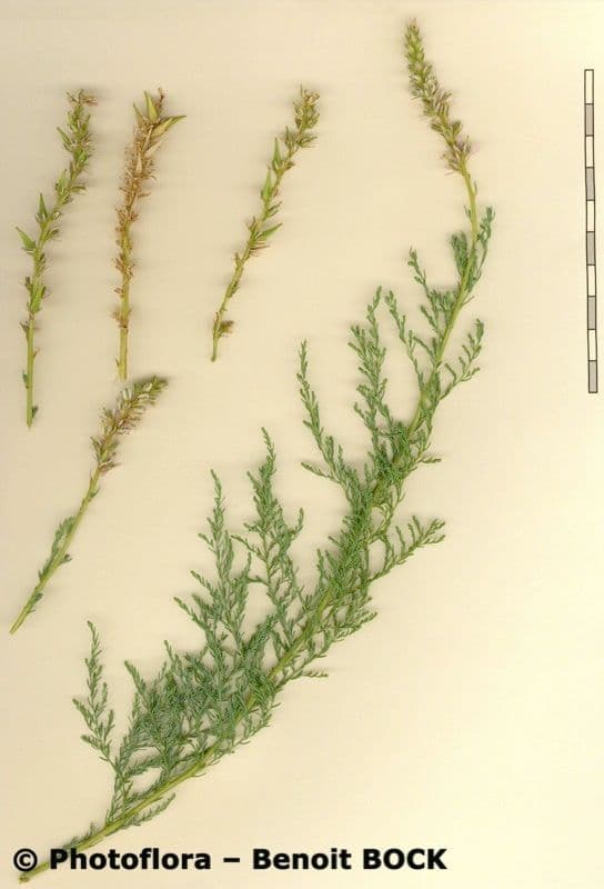 Miricaria germanica 29