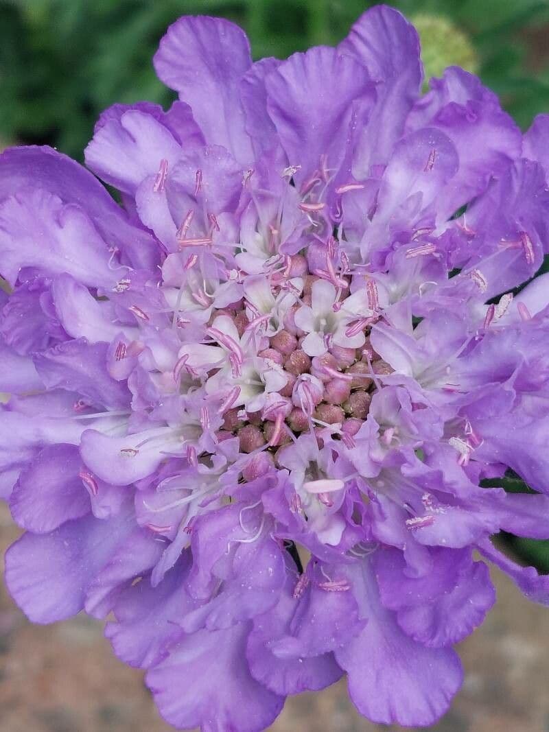 Vedovina lucida 21