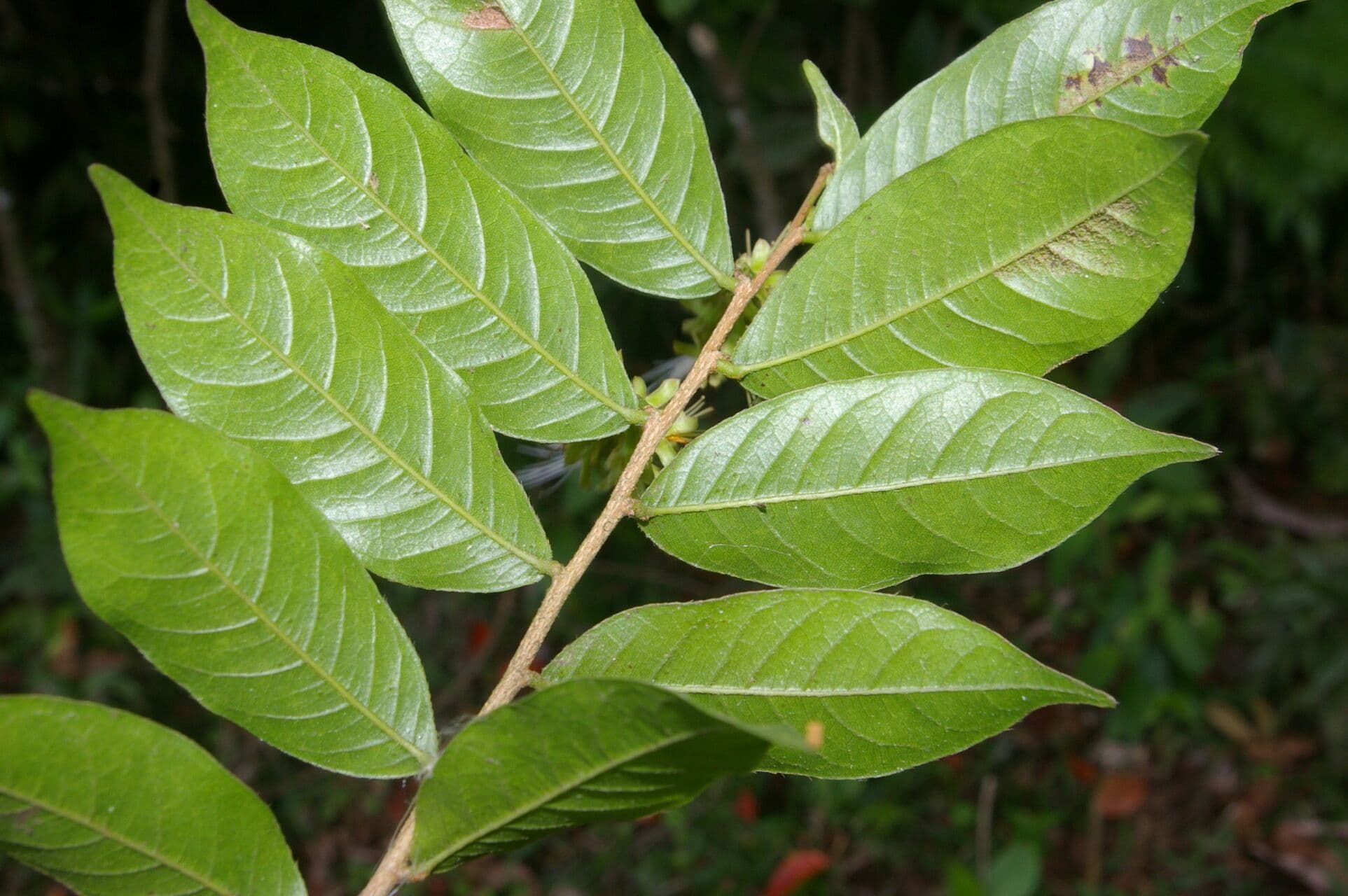 Hirtella 11