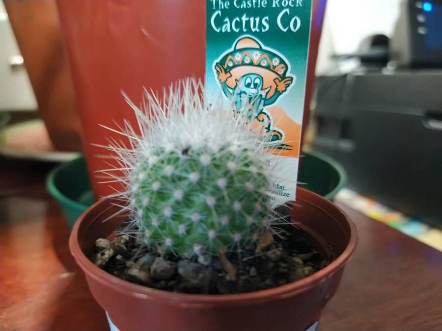 Mammillaria 22