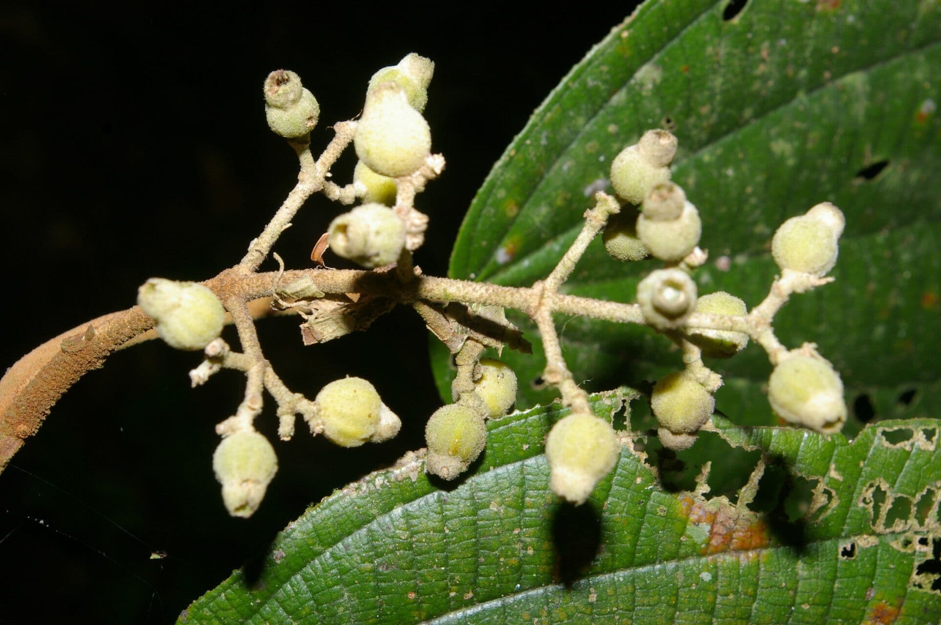 Miconia bubalina 8
