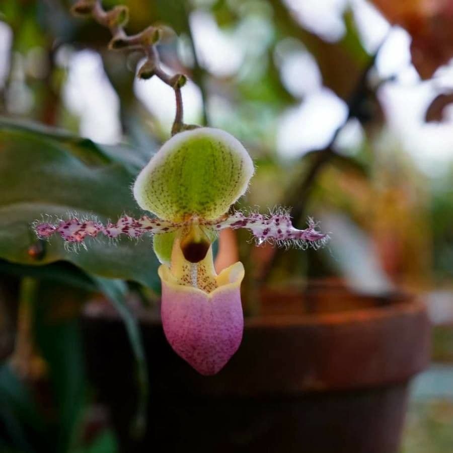 Paphiopedilum 5