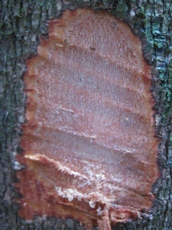 Eperua 22