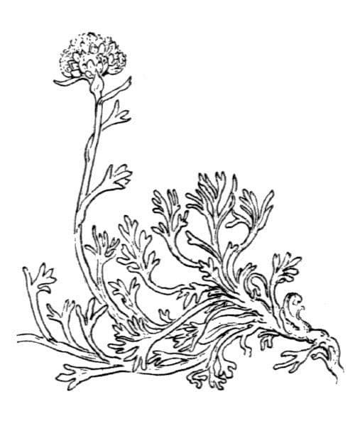 Artemisia glaciale 18