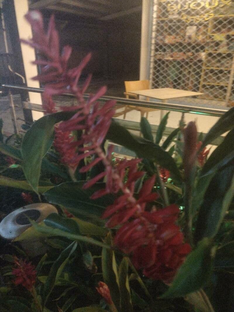 Odontonema 3