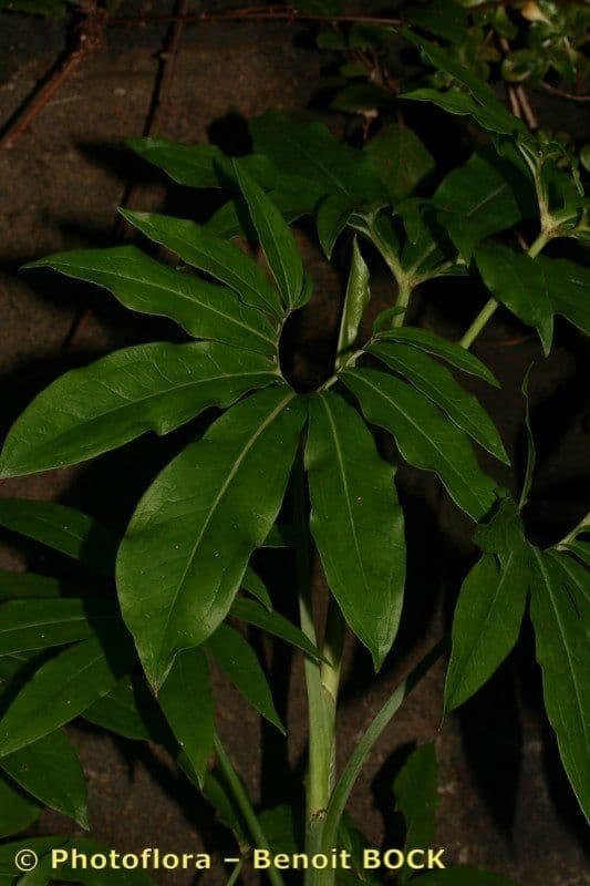 Arum dragon 10