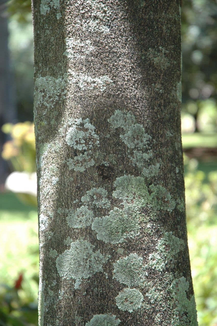 Macadamia 22
