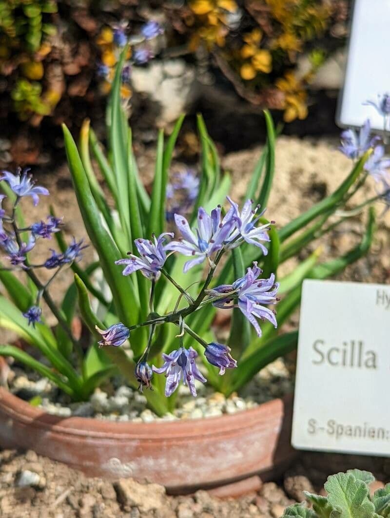 Hyacinthoides