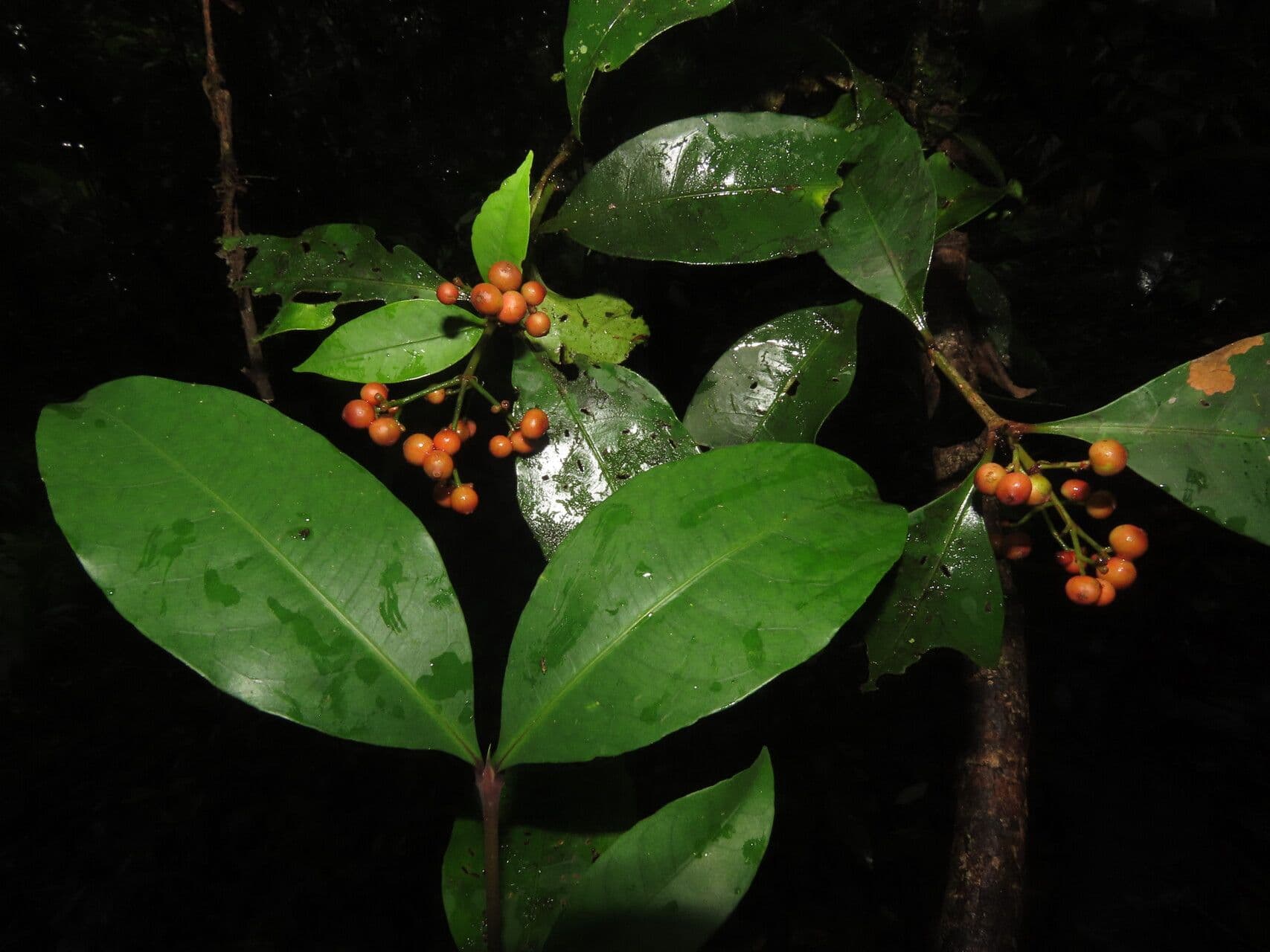 Ixora nicaraguense 11