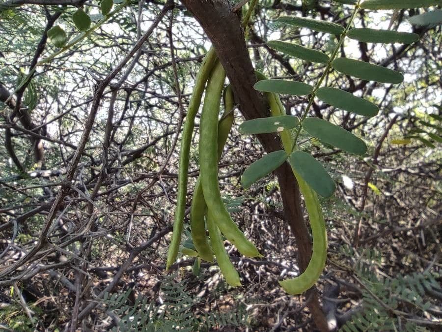 Prosopis 4