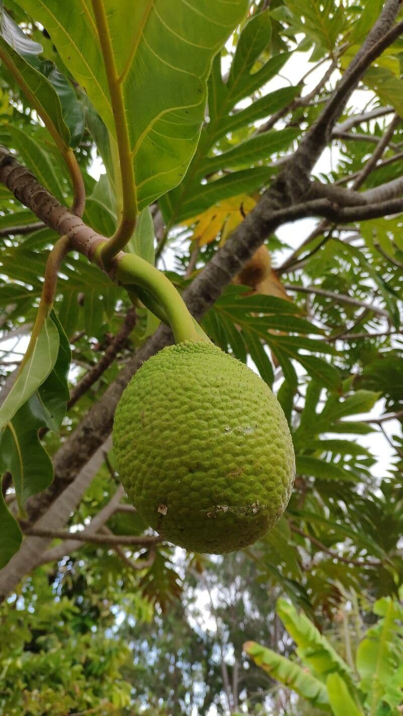 Albero del pane 3