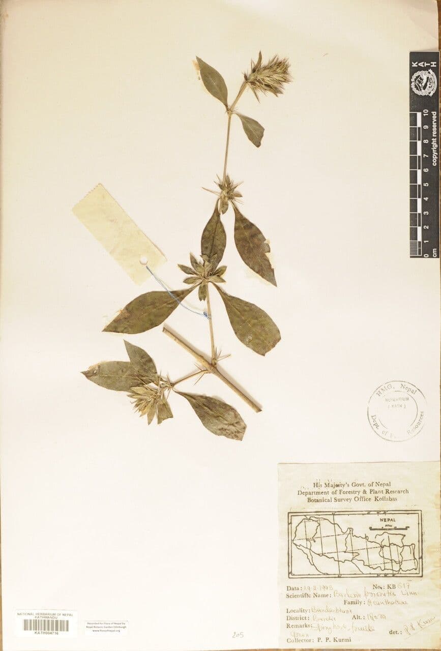 Barleria spinosa 16