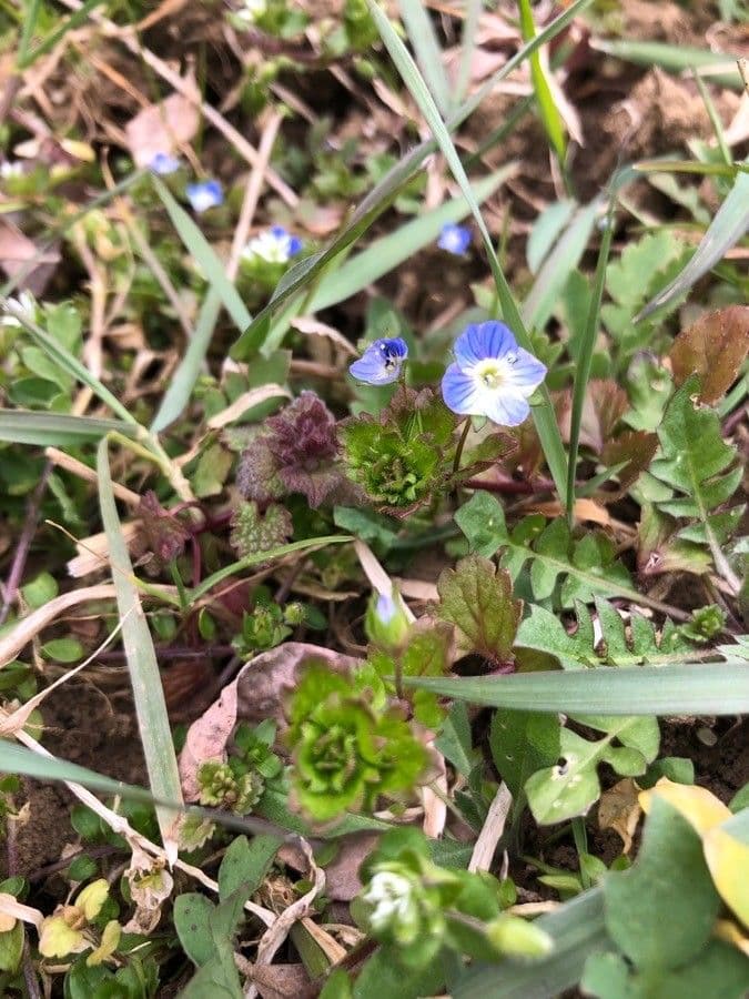 Veronica filiforme 30