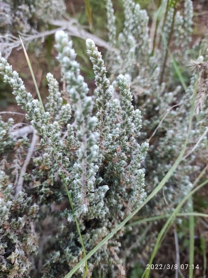 Camphorosma 15